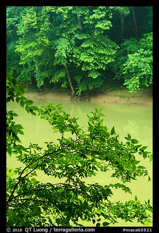 Vegetation and Green River. Mammoth Cave National Park (color)