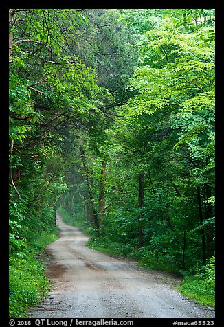 Unpaved Dennison Ferry Road. Mammoth Cave National Park, Kentucky, USA.