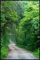 Unpaved Dennison Ferry Road. Mammoth Cave National Park ( color)