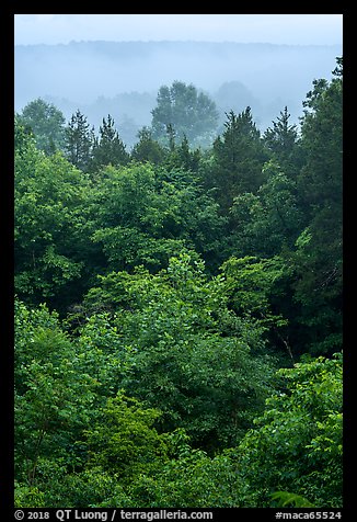Doyel Valley in fog. Mammoth Cave National Park (color)