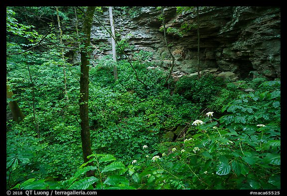 Wildflowers and sinkhole near Turnhole Bend. Mammoth Cave National Park (color)