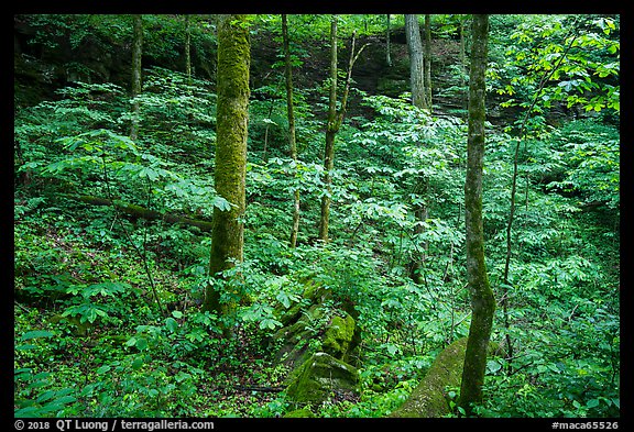 Dense vegetation in sinkhole near Turnhole Bend. Mammoth Cave National Park (color)