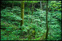 Dense vegetation in sinkhole near Turnhole Bend. Mammoth Cave National Park ( color)