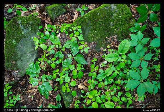 Close-up of limestone rocks and forest vegetation. Mammoth Cave National Park, Kentucky, USA.