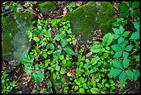 Close-up of limestone rocks and forest vegetation. Mammoth Cave National Park ( color)