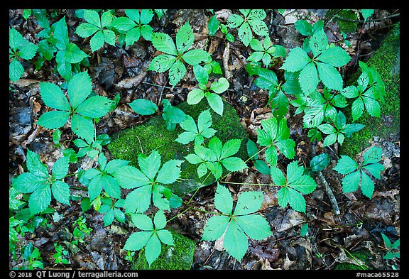 Close-up of moss-covered  rocks and undergrowth. Mammoth Cave National Park, Kentucky, USA.