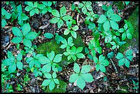 Close-up of moss-covered  rocks and undergrowth. Mammoth Cave National Park, Kentucky, USA.