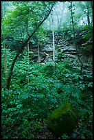 Sinkhole and fog. Mammoth Cave National Park ( color)