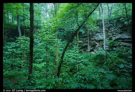 Even-bedded limestone of the Mississippian Girkin Formation around sinkhole. Mammoth Cave National Park (color)