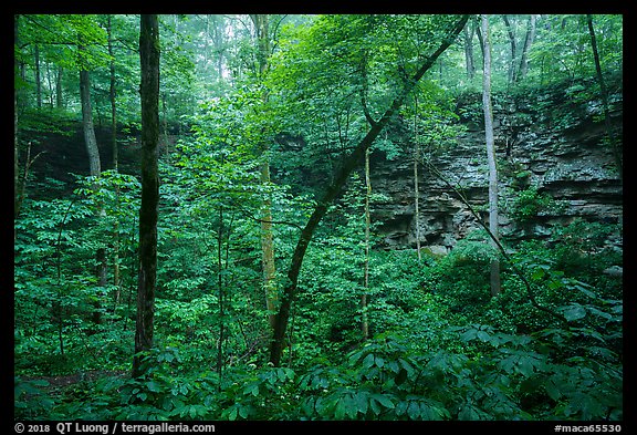 Even-bedded limestone of the Mississippian Girkin Formation around sinkhole. Mammoth Cave National Park, Kentucky, USA.