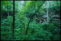 Even-bedded limestone of the Mississippian Girkin Formation around sinkhole. Mammoth Cave National Park ( color)