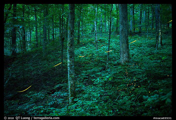 Fireflies in forest. Mammoth Cave National Park (color)