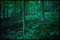 Fireflies in forest. Mammoth Cave National Park ( color)