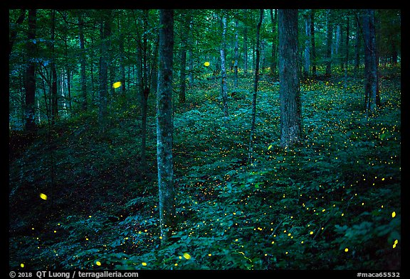 Synchronous fireflies in forest. Mammoth Cave National Park (color)