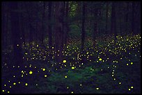 Fireflies light the night in forest. Mammoth Cave National Park, Kentucky, USA.