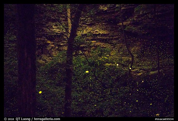 Fireflies and sinkhole. Mammoth Cave National Park (color)