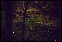 Fireflies and sinkhole. Mammoth Cave National Park, Kentucky, USA.