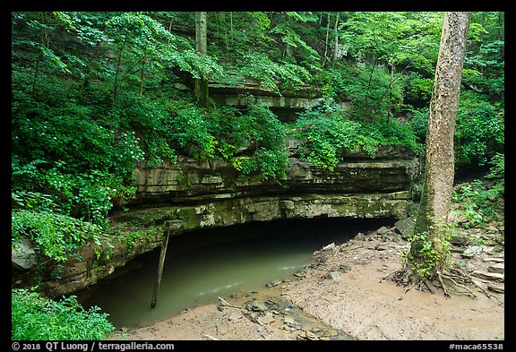 River Styx resurgence in summer. Mammoth Cave National Park (color)