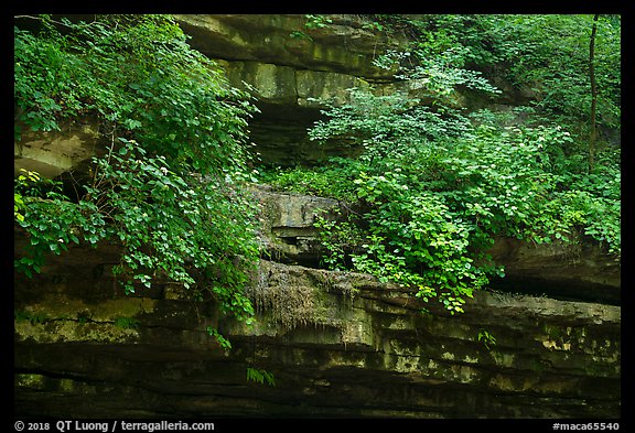 Limestone ledges with summer wildflowers. Mammoth Cave National Park (color)