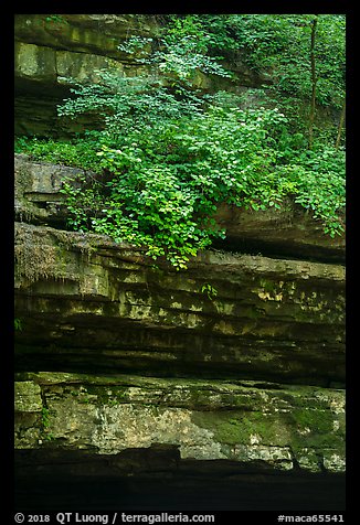 Limestone ledges and summer blooms. Mammoth Cave National Park (color)
