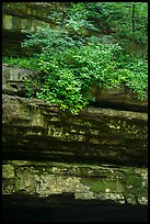 Limestone ledges and summer blooms. Mammoth Cave National Park ( color)