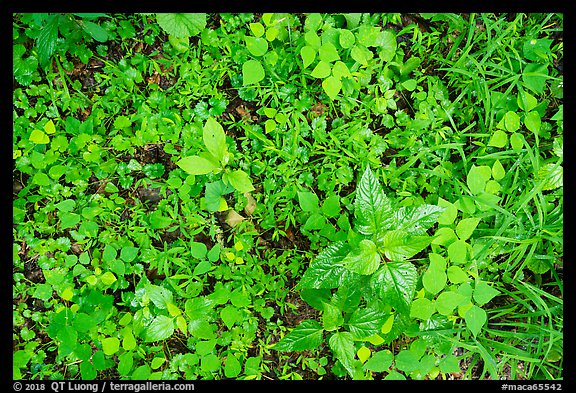 Close-up of forest undergrowth. Mammoth Cave National Park (color)