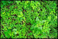 Close-up of forest undergrowth. Mammoth Cave National Park ( color)