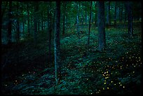 Lights of Synchronous fireflies in forest. Mammoth Cave National Park, Kentucky, USA.