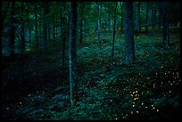 Lights of Synchronous fireflies in forest. Mammoth Cave National Park ( color)