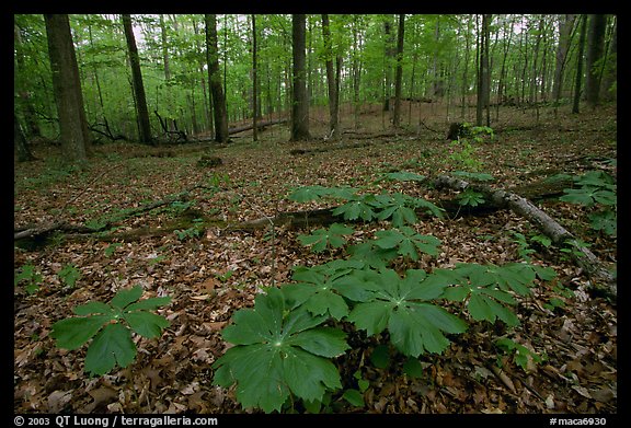 May apple plants with giant leaves on forest floor. Mammoth Cave National Park (color)