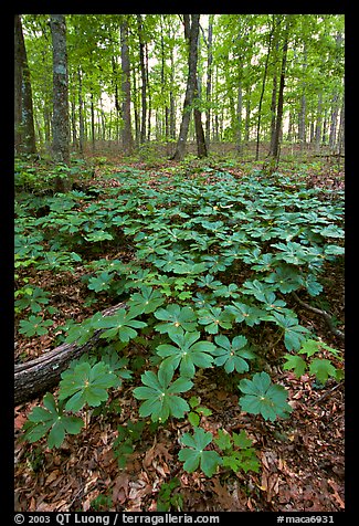 May apple Plants with giant leaves on forest floor. Mammoth Cave National Park (color)