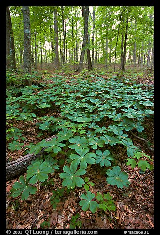 Picture Photo May Apple Plants With Giant Leaves On Forest Floor