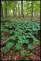 May apple Plants with giant leaves on forest floor. Mammoth Cave National Park ( color)