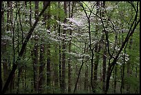 Blooming Dogwood trees in forest. Mammoth Cave National Park, Kentucky, USA.