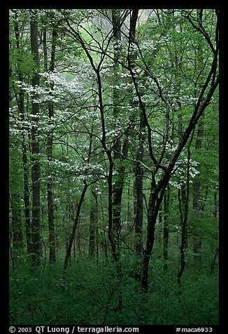 Blooming Dogwood trees in forest. Mammoth Cave National Park (color)