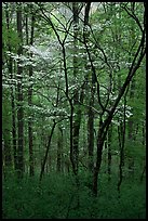 Blooming Dogwood trees in forest. Mammoth Cave National Park, Kentucky, USA.