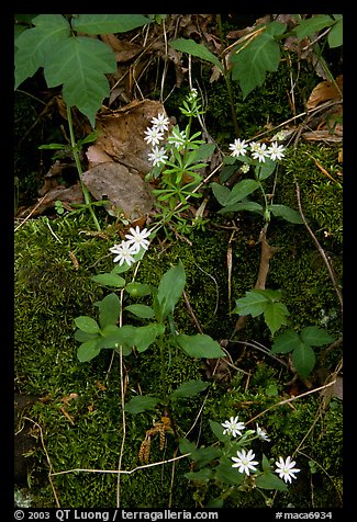 Flowers and Moss. Mammoth Cave National Park, Kentucky, USA.