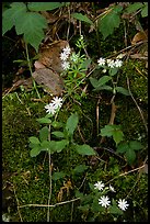 Flowers and Moss. Mammoth Cave National Park ( color)