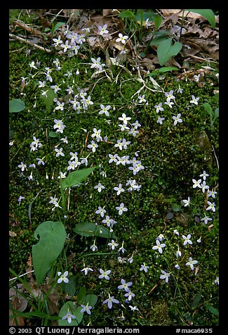 Houstonia caerulea flowers. Mammoth Cave National Park (color)