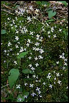 Houstonia caerulea flowers. Mammoth Cave National Park, Kentucky, USA.