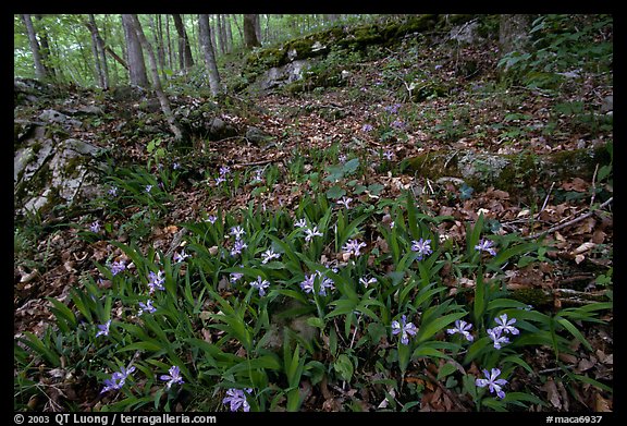 Crested dwarf irises. Mammoth Cave National Park, Kentucky, USA.