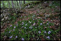 Crested dwarf irises. Mammoth Cave National Park, Kentucky, USA. (color)