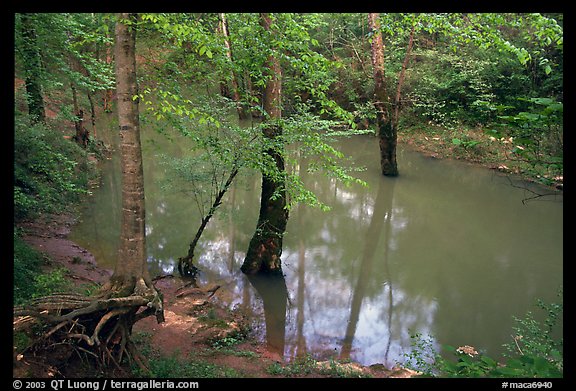 Flooded trees in Echo River Spring. Mammoth Cave National Park (color)