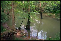 Flooded trees in Echo River Spring. Mammoth Cave National Park, Kentucky, USA.