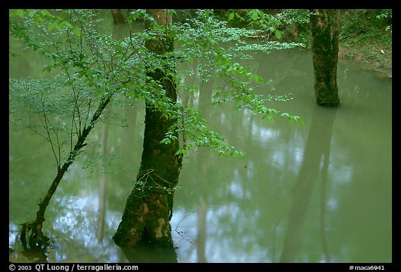 Flooded trees in Echo River Spring. Mammoth Cave National Park (color)