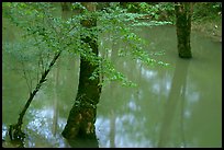 Flooded trees in Echo River Spring. Mammoth Cave National Park, Kentucky, USA.