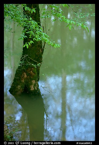 Flooded trees and reflections in Echo River Spring. Mammoth Cave National Park (color)