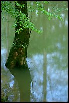 Flooded trees and reflections in Echo River Spring. Mammoth Cave National Park, Kentucky, USA.