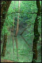 Trees reflected in green water of Echo River Spring. Mammoth Cave National Park, Kentucky, USA. (color)