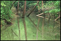 Trees and reflections in Echo River Spring. Mammoth Cave National Park, Kentucky, USA. (color)